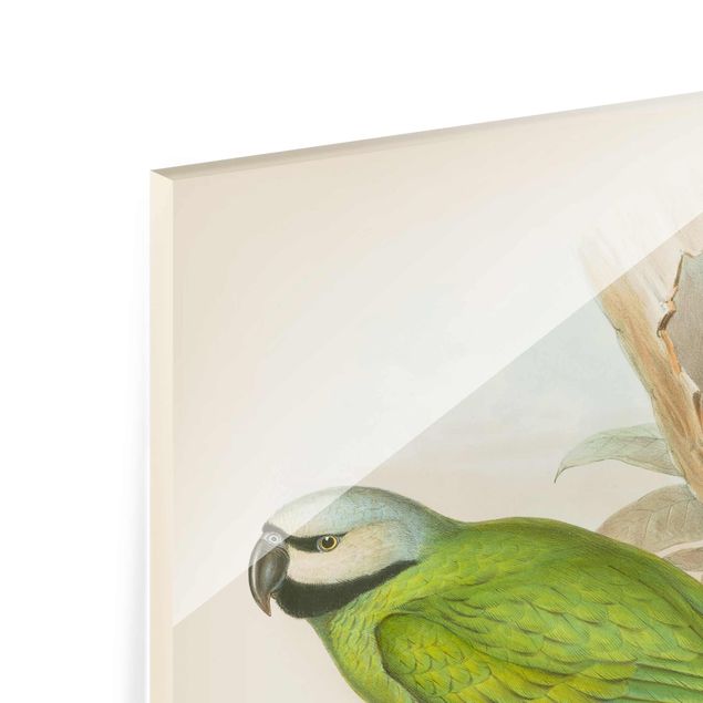 Glas magnettavla Vintage Illustration Tropical Birds II