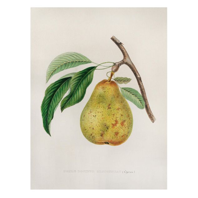 Billeder på lærred grøntsager og frukt Botany Vintage Illustration Yellow Pear