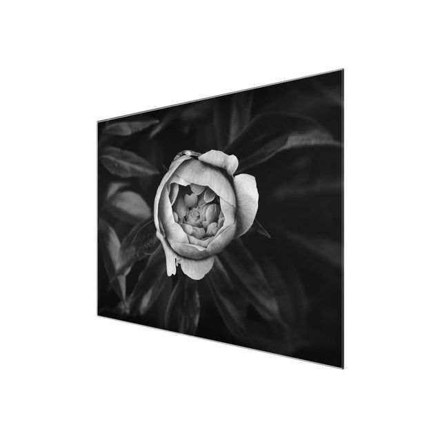 Billeder blomster Peonies In Front Of Leaves Black And White