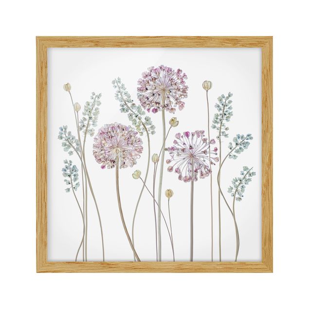 Billeder blomster Allium Illustration