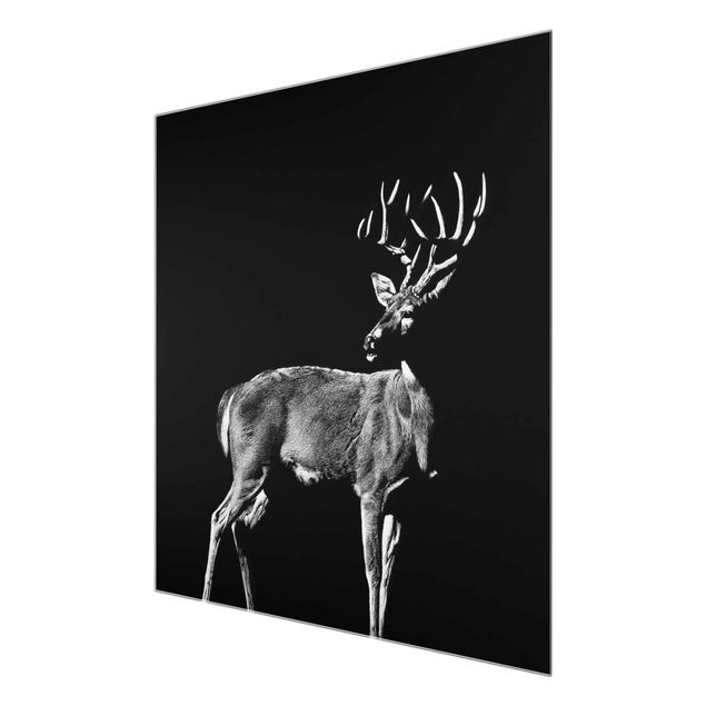 Billeder sort og hvid Deer In The Dark