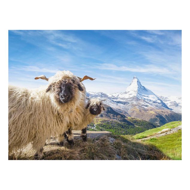 Billeder bjerge Blacknose Sheep Of Zermatt