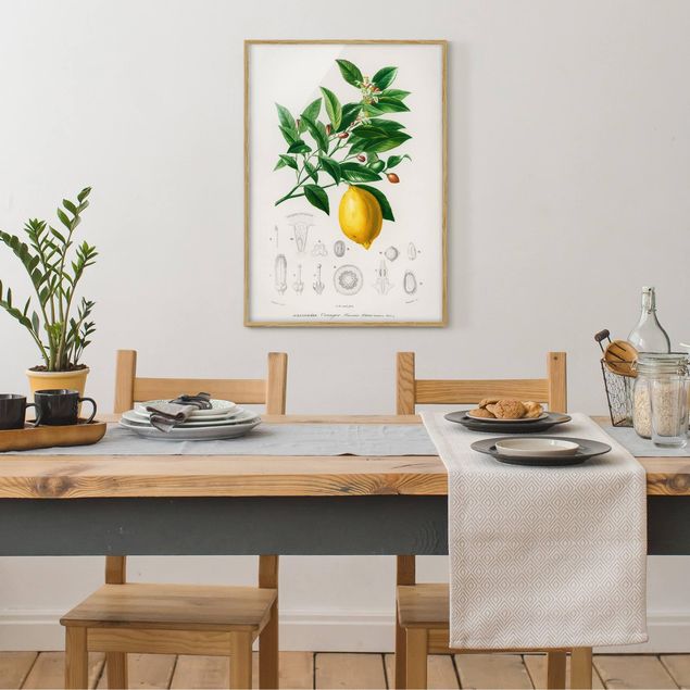 Indrammede plakater blomster Botany Vintage Illustration Of Lemon