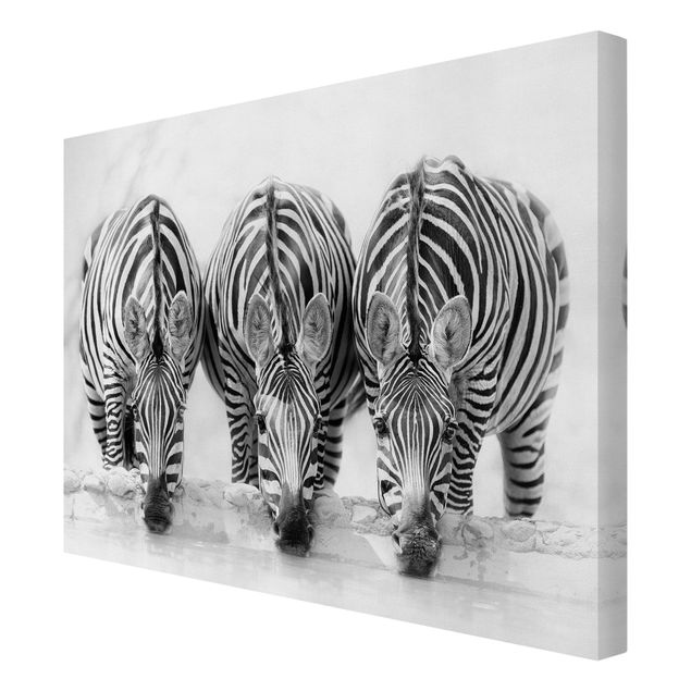 Billeder moderne Zebra Trio In Black And White