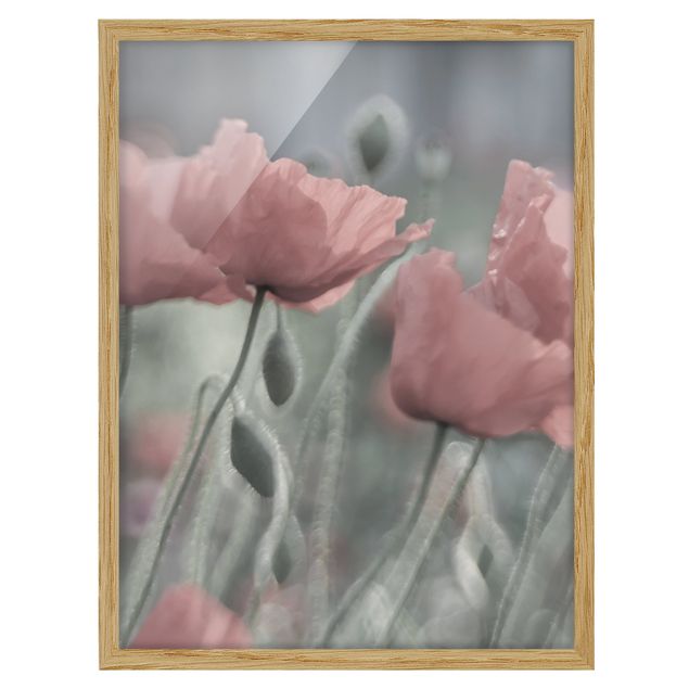 Billeder blomster Picturesque Poppy