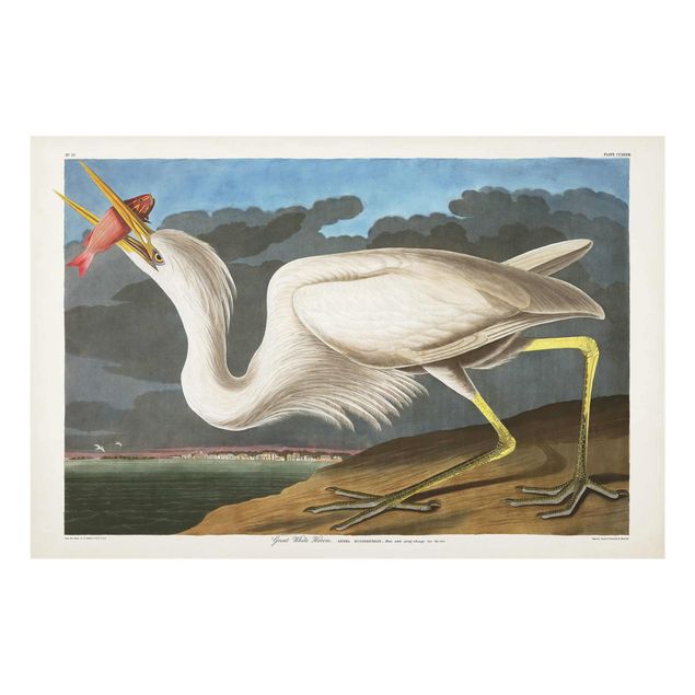Billeder vintage Vintage Board Great White Egret