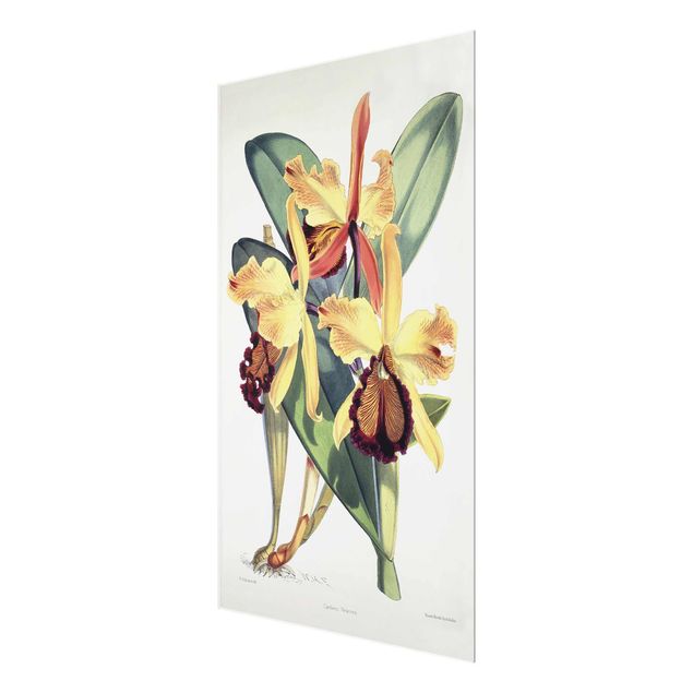 Billeder blomster Walter Hood Fitch - Orchid