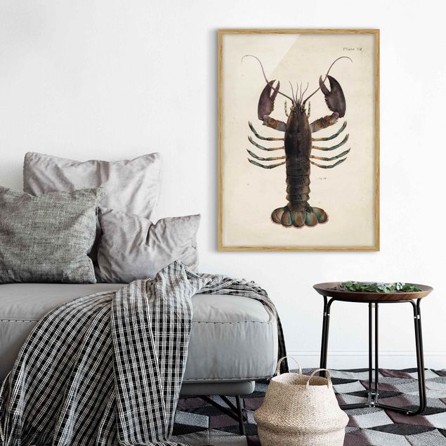 Indrammede plakater dyr Vintage Illustration Lobster