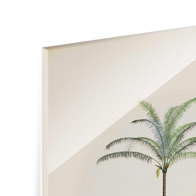Billeder natur Zebra Front Of Palm Trees Illustration
