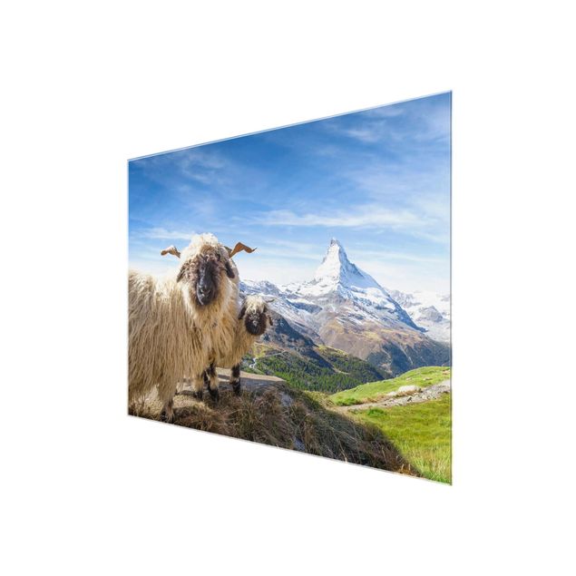 Billeder landskaber Blacknose Sheep Of Zermatt