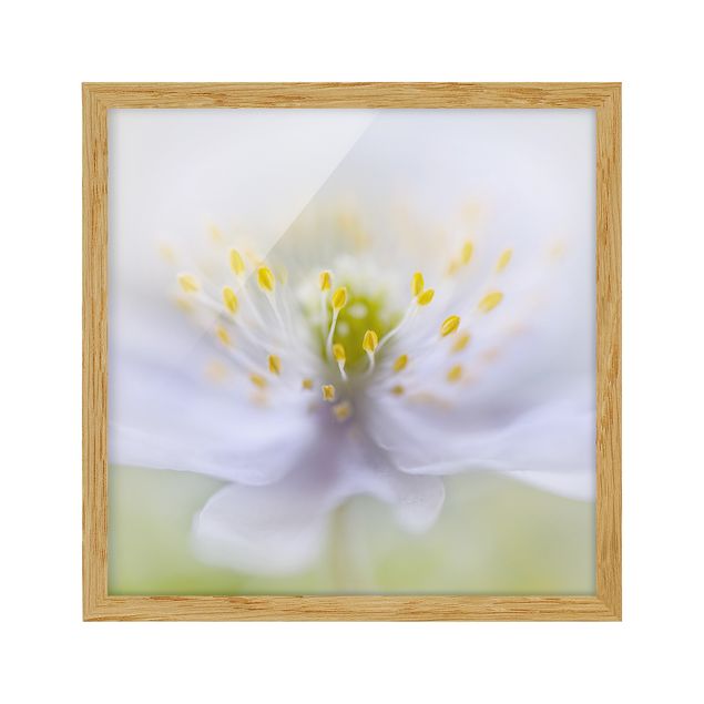 Billeder blomster Anemone Beauty