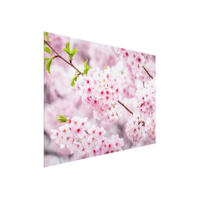 Glasbilleder blomster Japanese Cherry Blossoms