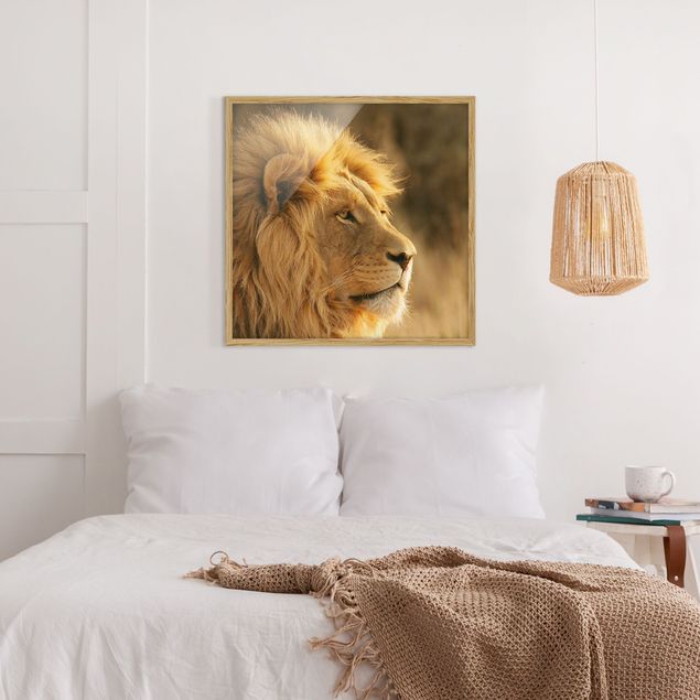 Indrammede plakater dyr King Lion