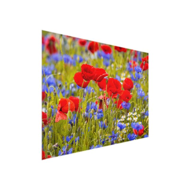 Glasbilleder blomster Summer Meadow With Poppies And Cornflowers