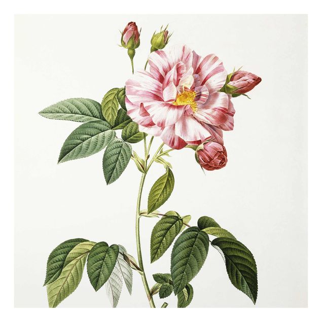 Glasbilleder blomster Pierre Joseph Redoute - Pink Gallica Rose