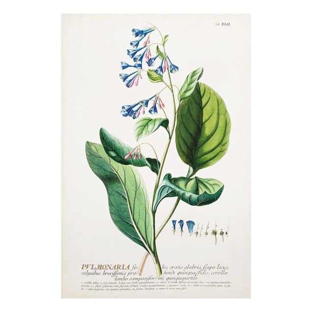 Billeder grøn Vintage Botanical Illustration Lungwort