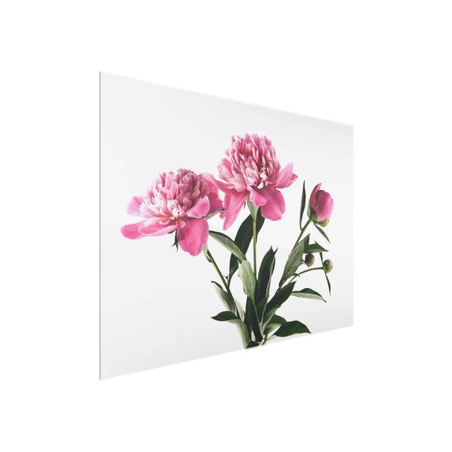 Glasbilleder blomster Pink Flowers And Buds On White