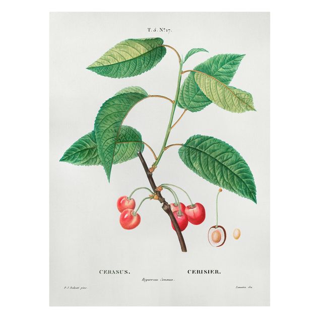 Billeder på lærred grøntsager og frukt Botany Vintage Illustration Red Cherries