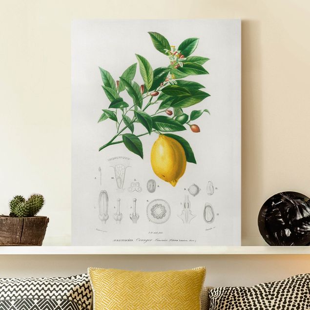 køkken dekorationer Botany Vintage Illustration Of Lemon