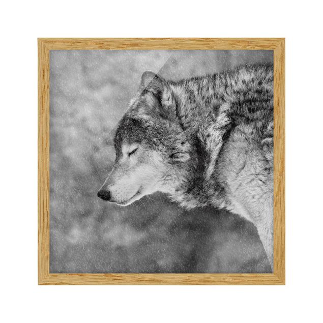 Billeder moderne Winter Wolf