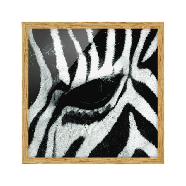 Indrammede plakater dyr Zebra Crossing