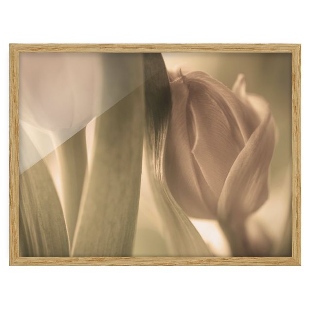Billeder blomster Delicate Tulip