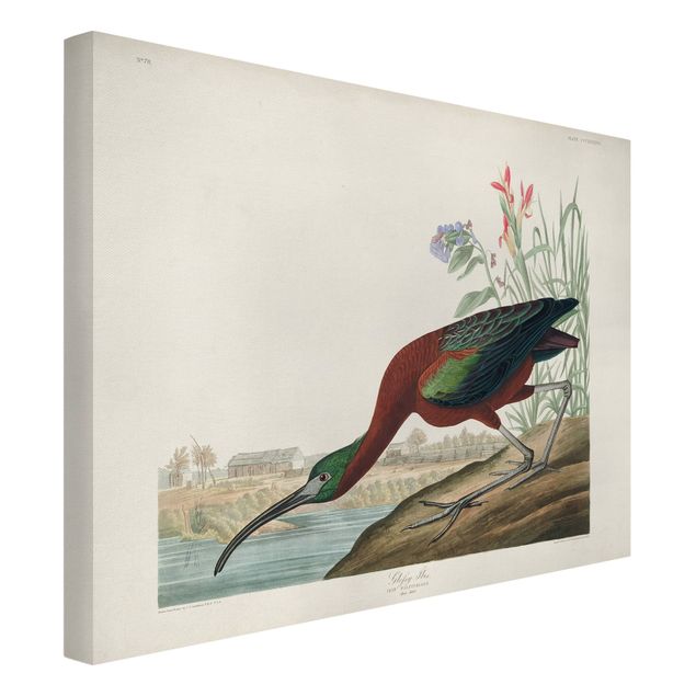 Billeder på lærred dyr Vintage Board Brown Ibis
