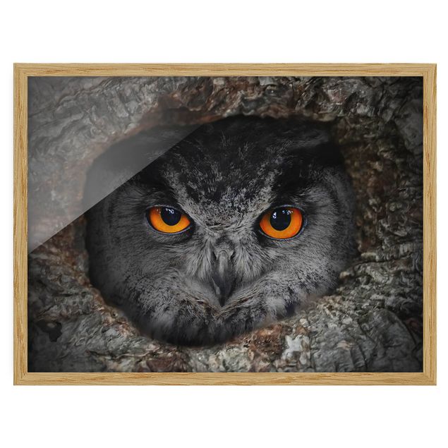Billeder abstrakt Watching Owl