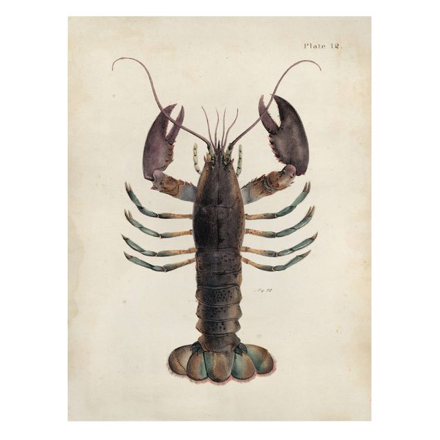 Billeder brun Vintage Illustration Lobster