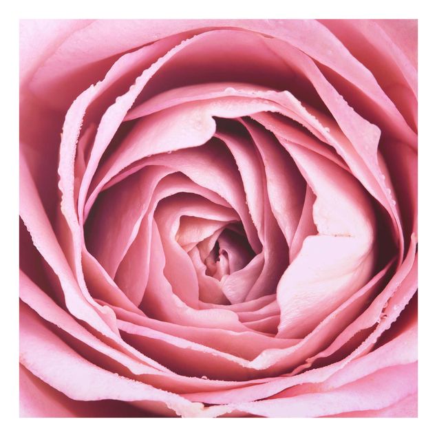 Billeder blomster Pink Rose Blossom