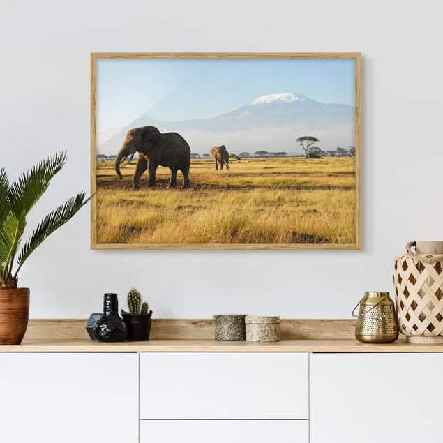 Billeder elefanter Elephants In Front Of The Kilimanjaro In Kenya