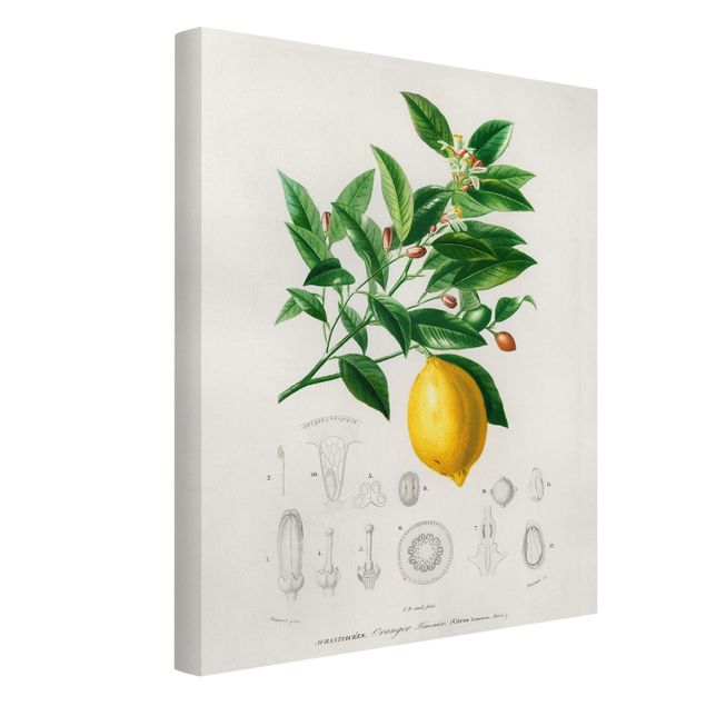 Billeder blomster Botany Vintage Illustration Of Lemon
