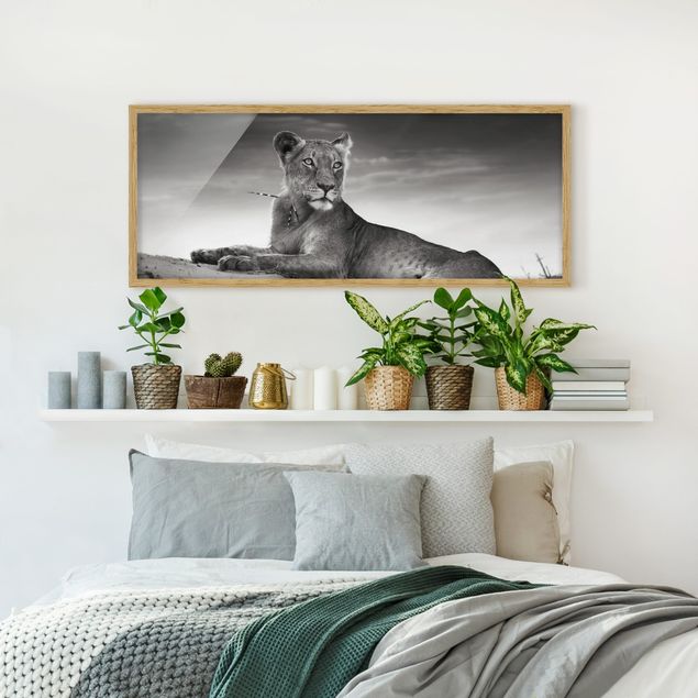 Indrammede plakater dyr Resting Lion
