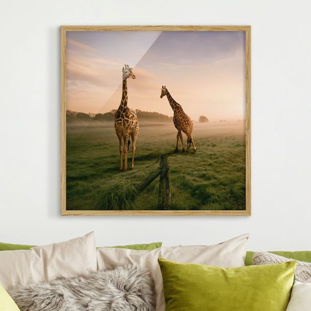 Billeder giraffer Surreal Giraffes