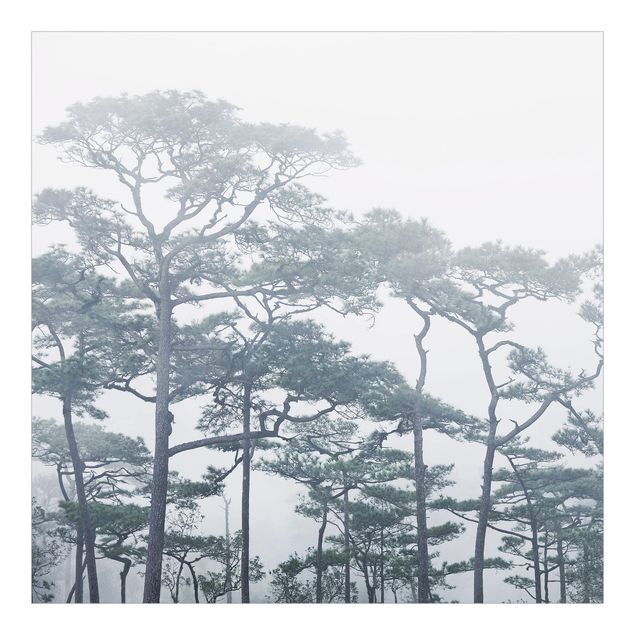 Tapet Treetops In Fog