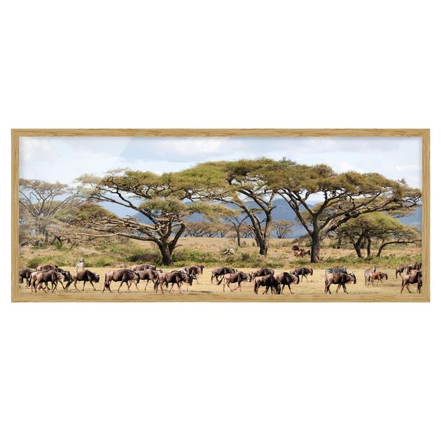 Indrammede plakater landskaber Herd Of Wildebeest In The Savannah