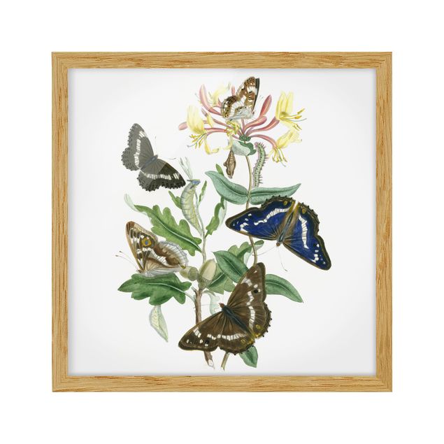 Billeder blomster British Butterflies IV