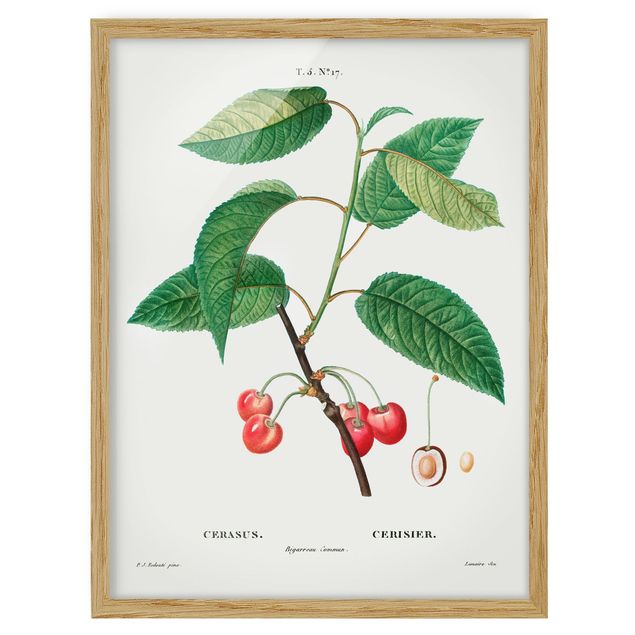 Billeder blomster Botany Vintage Illustration Red Cherries