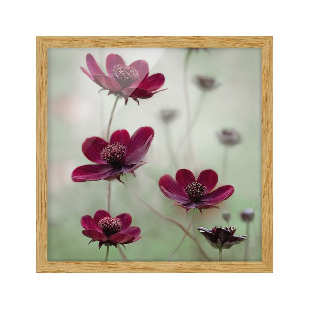 Billeder blomster Pink Cosmos Flower