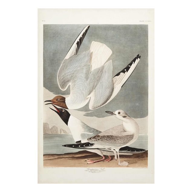 Billeder hav Vintage Board Bonaparte Gull