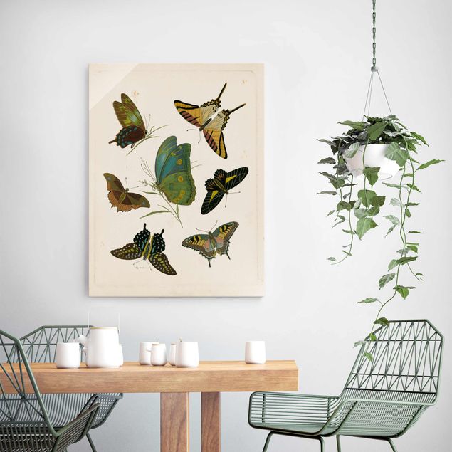 Billeder sommerfugle Vintage Illustration Exotic Butterflies