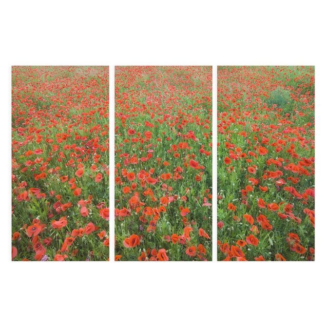 Billeder blomster Poppy Field