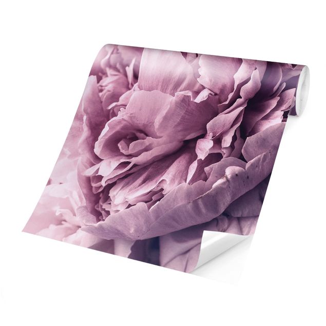 Tapet moderne Purple Peony Blossoms