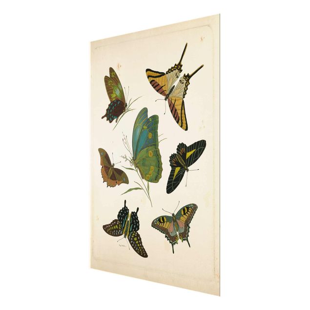 Billeder turkis Vintage Illustration Exotic Butterflies