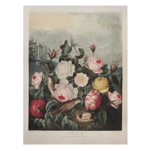 Billeder blomster Botany Vintage Illustration Of Roses