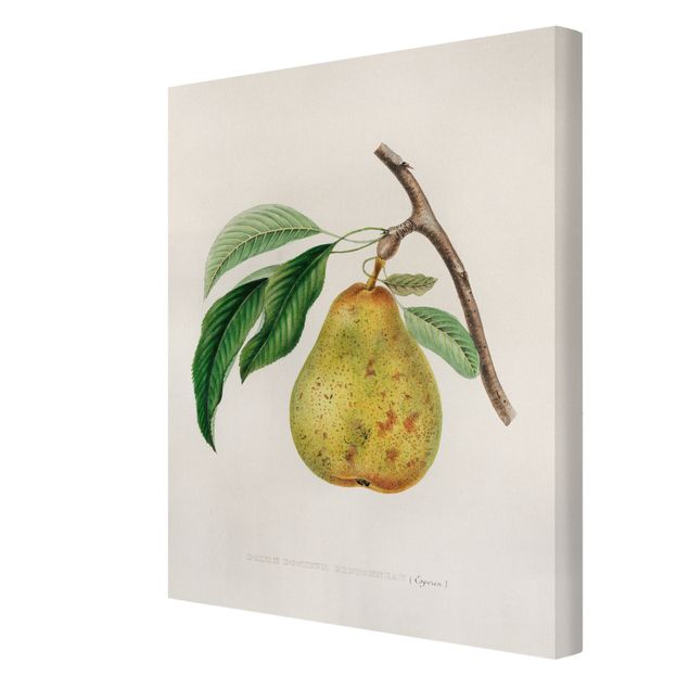 Billeder gul Botany Vintage Illustration Yellow Pear