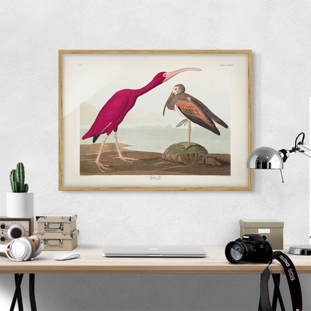 Indrammede plakater strande Vintage Board Red Ibis