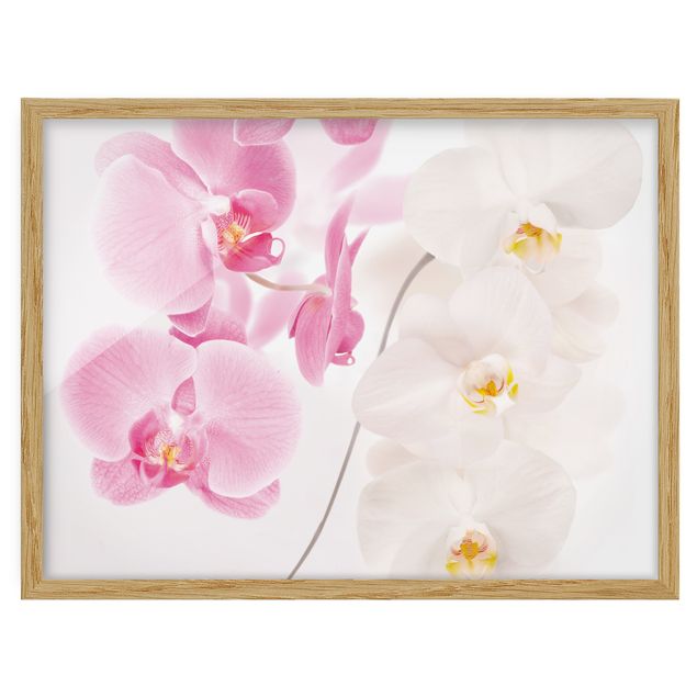 Indrammede plakater blomster Delicate Orchids