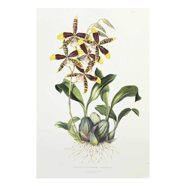 Glasbilleder blomster Maxim Gauci - Orchid II