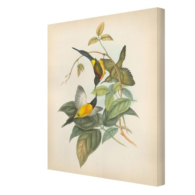 Billeder grøn Vintage Illustration Tropical Birds IV
